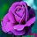 Images of Purple Roses