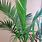 Indoor Palm Trees Care