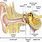 Inner Ear Diagram