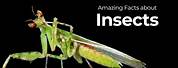 Interesting Facts About Insects