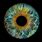Iris Auge