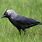 Jackdaw Images