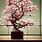Japanese Cherry Blossom Bonsai Tree