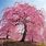 Japanese Weeping Cherry Tree