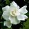 Jasmine Rose Flower