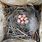 Jenny Wren Bird Nest