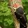 KY Woodpecker