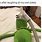 Kermit Laughing Meme