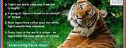 Kids Facts About Tigers
