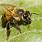 Killer Bee Picture