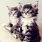 Kitten iPad Wallpaper