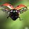 Ladybug Fly