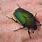 Large Green Beetle