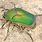 Large Green June Beetle