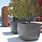 Large Outdoor Pots for Trees