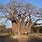 Largest African Baobab Tree