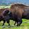 Largest Bison Ever