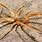 Largest Camel Spider On Record