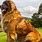 Largest Dog Breed Leonberger