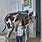 Largest Dog Great Dane