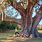 Largest Oak Tree in the World
