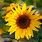 Largest Sunflower