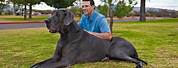 Largest World Biggest Dog