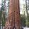 Largest World Biggest Tree