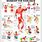 Lat Exercises Poster