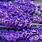 Lavendel Soorten