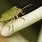 Leaf Cutter Bug