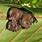 Leaf-Nosed Bat