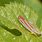 Leafhopper Pictures