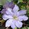 Lilac Clematis