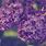 Lilac Purple Wallpaper