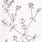 Line Drawing Chickweed