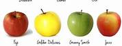 List of Apple Varieties