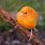 Little Orange Bird
