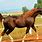 Liver Chestnut Arabian Horse