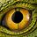 Lizard's Eye