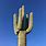 Long Cactus