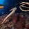 Longest Sea Snake