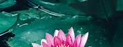 Lotus Flower Wallpaper iPhone 6