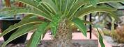 Madagascar Palm Cactus