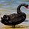 Male Black Swan