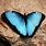 Male Blue Morpho Butterfly