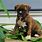 Male Boxer Puppies