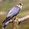 Male Merlin Bird
