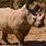 Male Rhinoceros