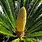 Male Sago Palm